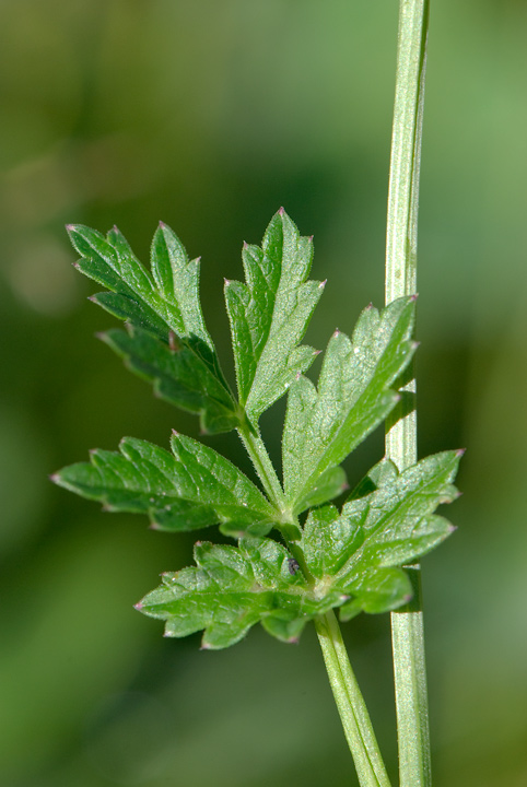 riconoscimento - Pimpinella sp.