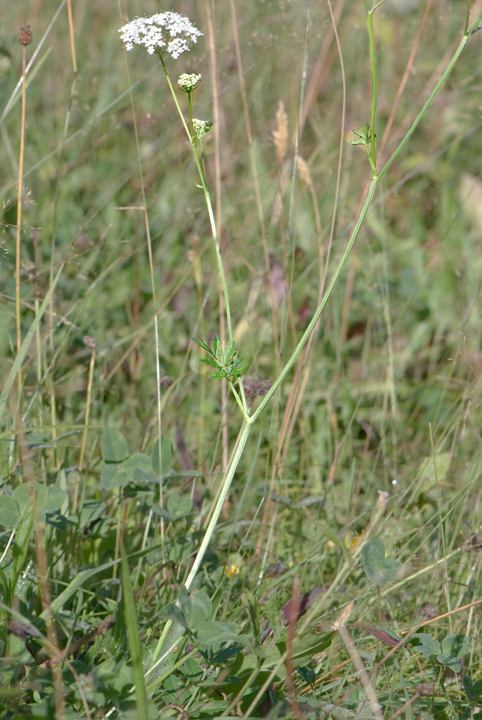 riconoscimento - Pimpinella sp.