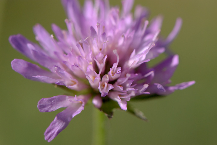 identificazione - Knautia sp.