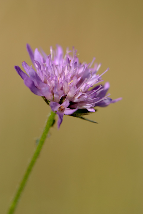 identificazione - Knautia sp.