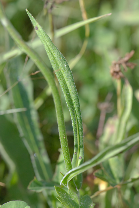 identificazione - Knautia sp.
