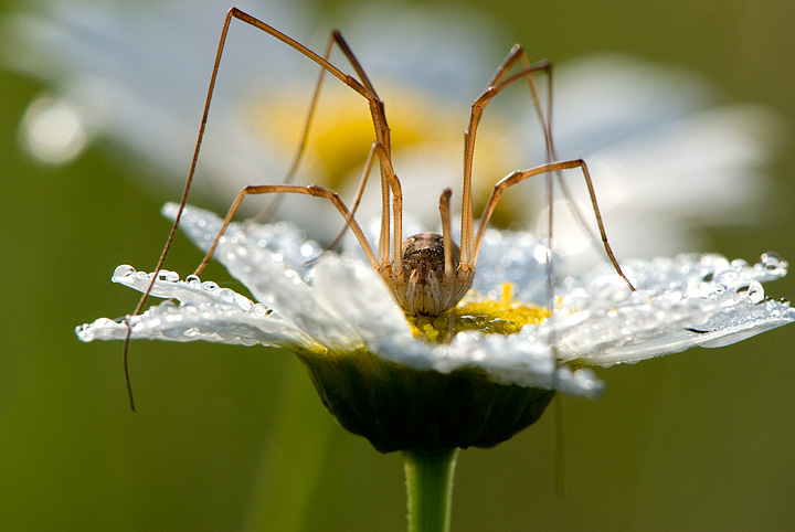ragno su fiore