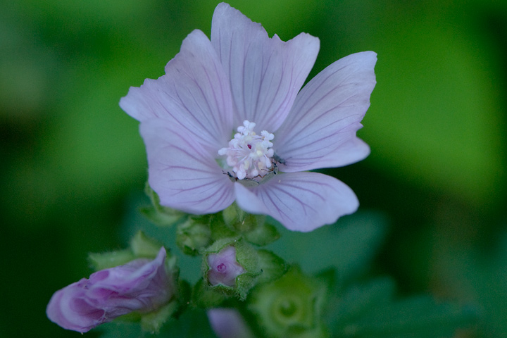 Malva alcea