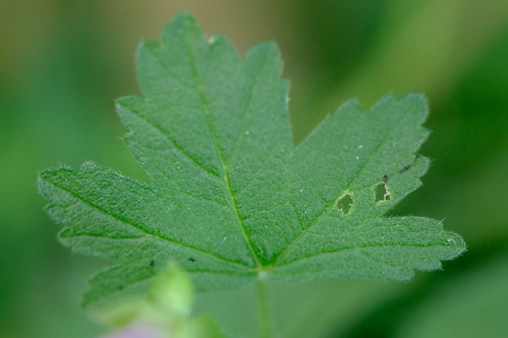 Malva alcea