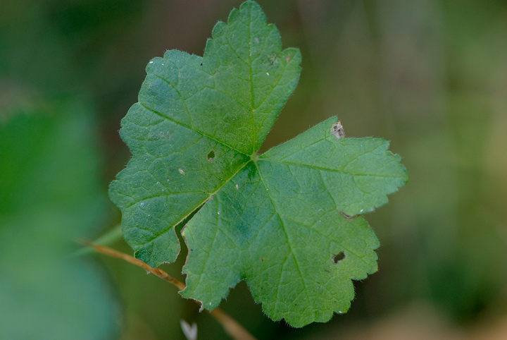 Malva alcea
