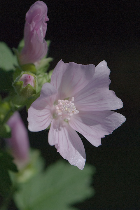 Malva alcea