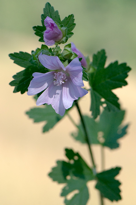 Malva alcea