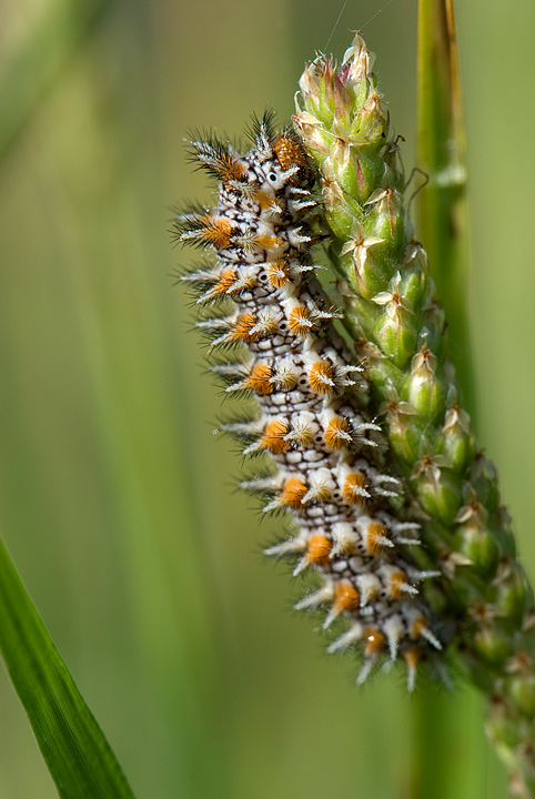 BRUCO DI MELITAEA TRIVIA