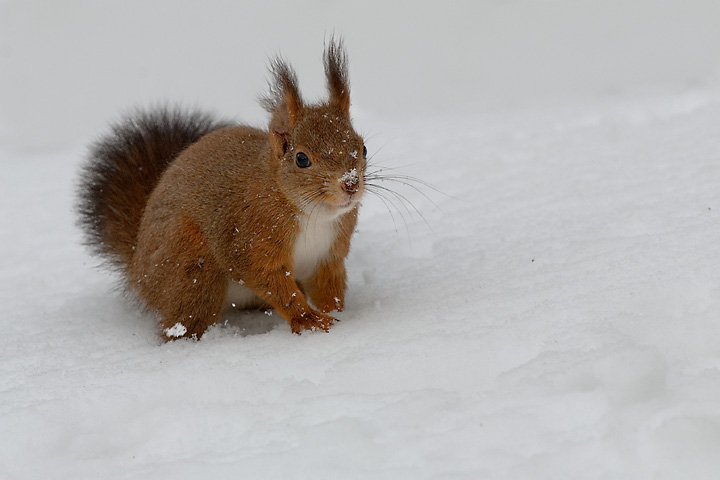 Scoiattolo sulla neve