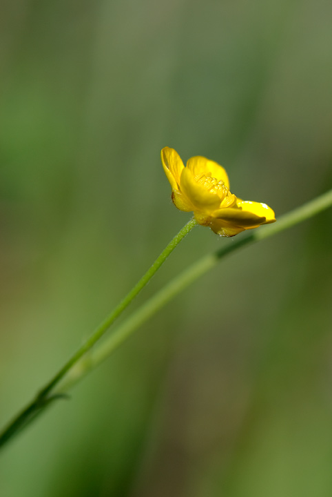 identificazione Ranunculus