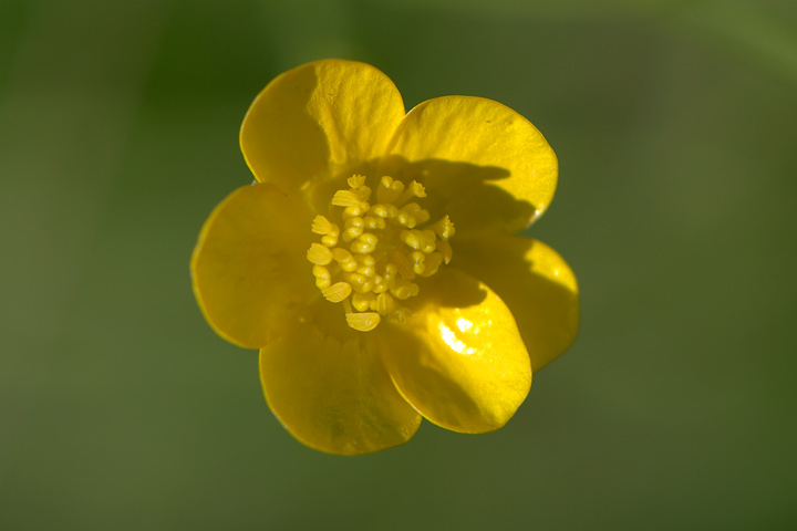 identificazione Ranunculus