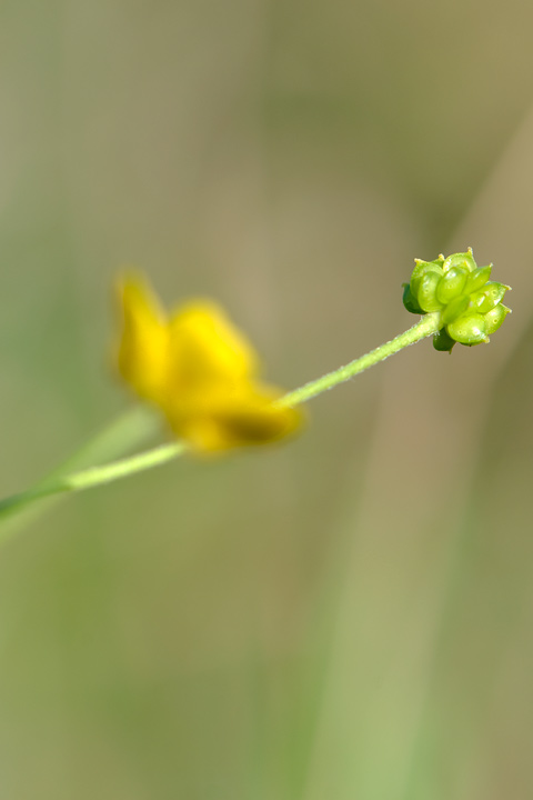 identificazione Ranunculus