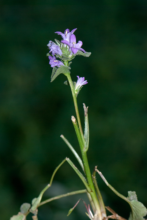 Campanula cervicaria / Campanula ruvida