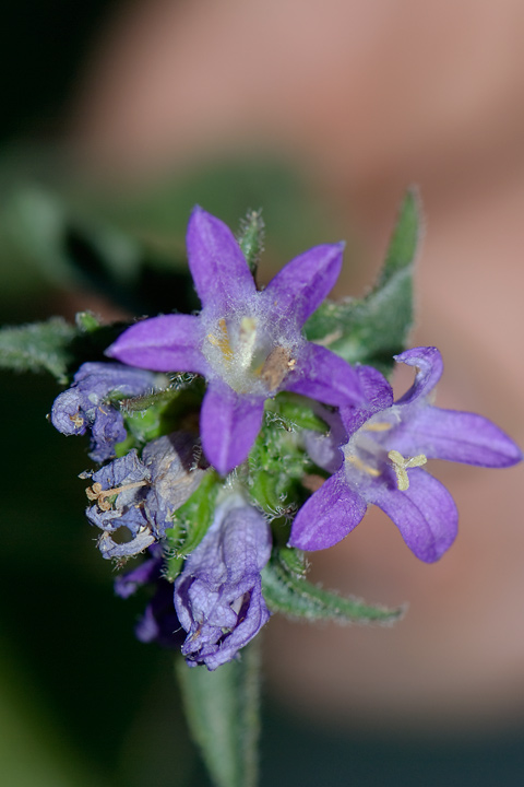 Campanula cervicaria / Campanula ruvida