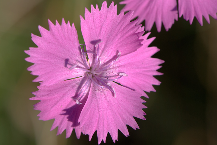 Dianthus sp.