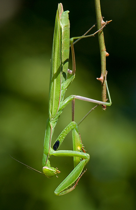 mantide religiosa
