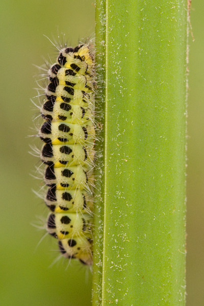 identificazione bruco