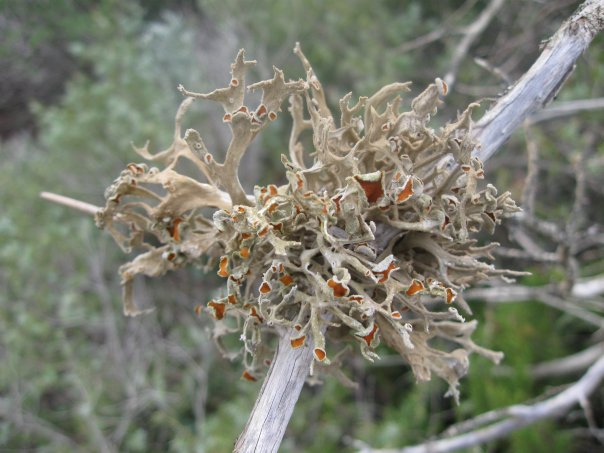 Seirophora villosa (Ach.) Frdn : non  bellissima?