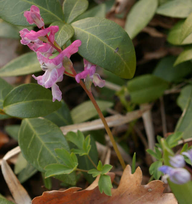 in Oltrepo pavese - Corydalis cava