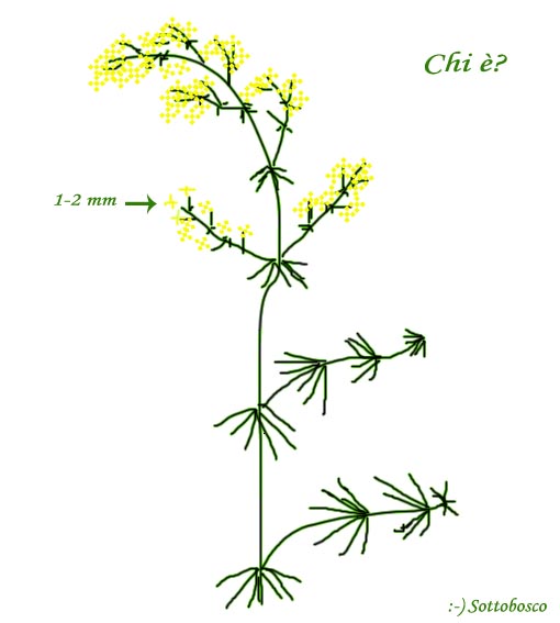 minuscolo fiore giallo a stellina... Galium verum