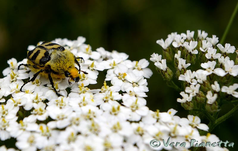 misterioso (...per me) sul monte Lesima: Trichius fasciatus