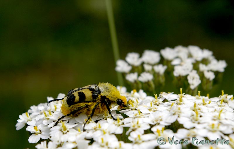 misterioso (...per me) sul monte Lesima: Trichius fasciatus