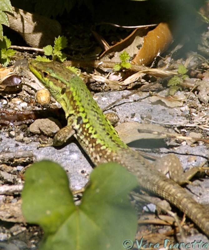 lucertola