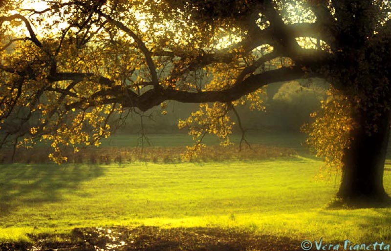 La Quercia di Riccagioia