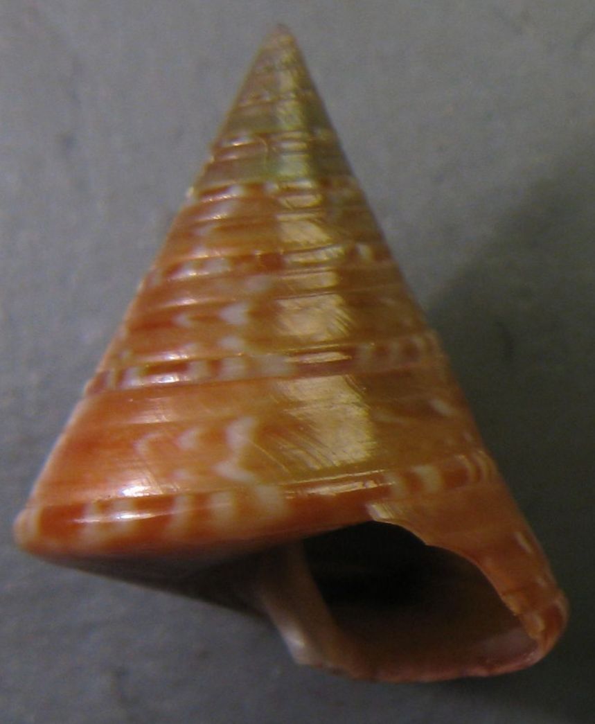 Calliostoma dubium