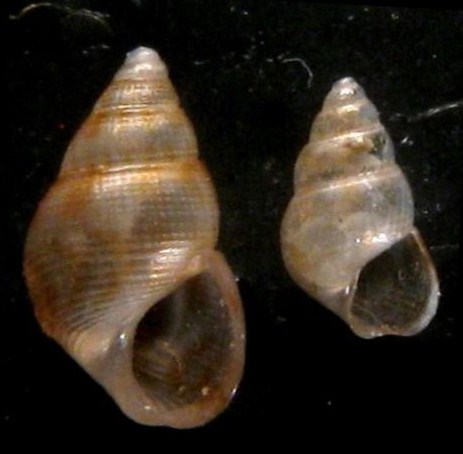 Pusillina?- Tarifa a riva