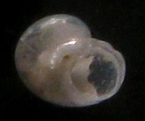 Dikoleps rolani? Tarifa a riva