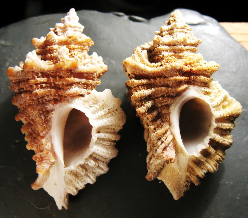 Ocenebra erinaceus