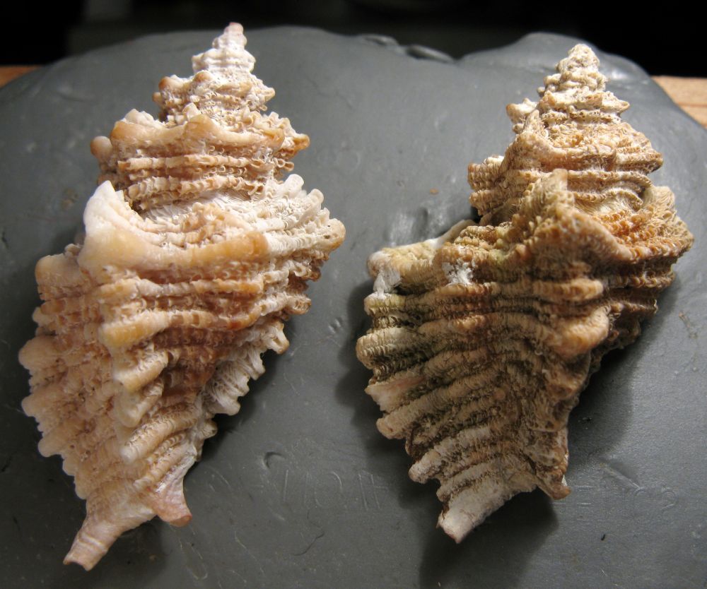Ocenebra erinaceus