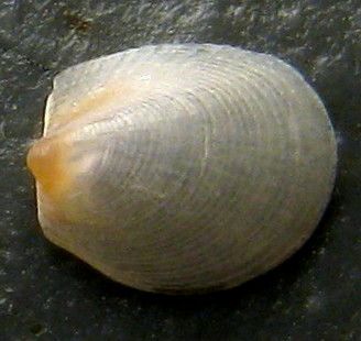 Limopsis