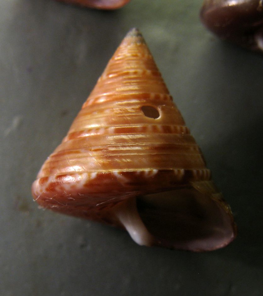 Calliostoma laugieri laugieri: qualche dubbio