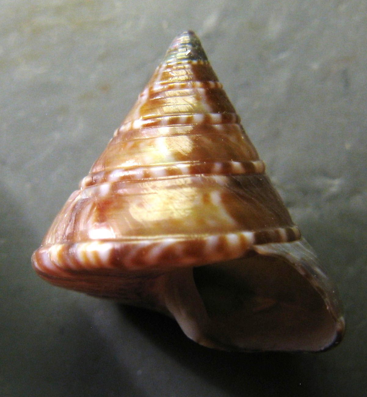 Calliostoma laugieri laugieri: qualche dubbio