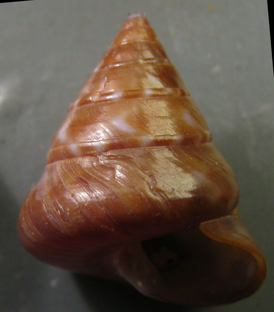 Calliostoma laugieri laugieri: qualche dubbio