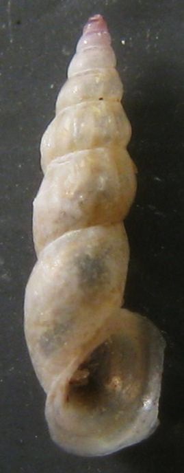 rissoa angustior-auriscalpium-rhodensis
