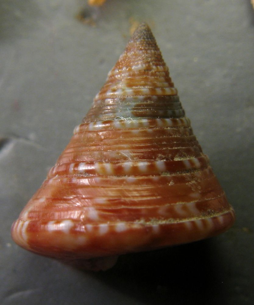 Calliostoma dubium