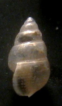 Pusillina?- Tarifa a riva