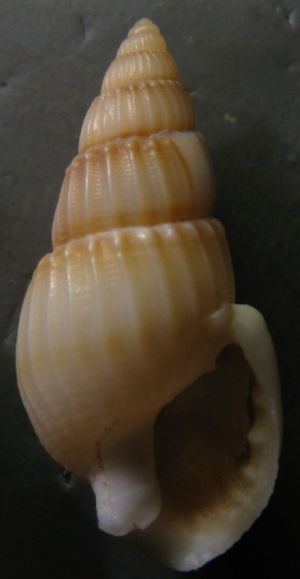Nassarius lima?