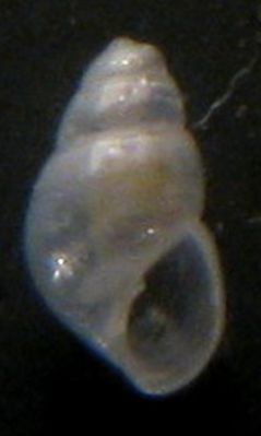 Tarifa a riva- Odostomia... ma quale?