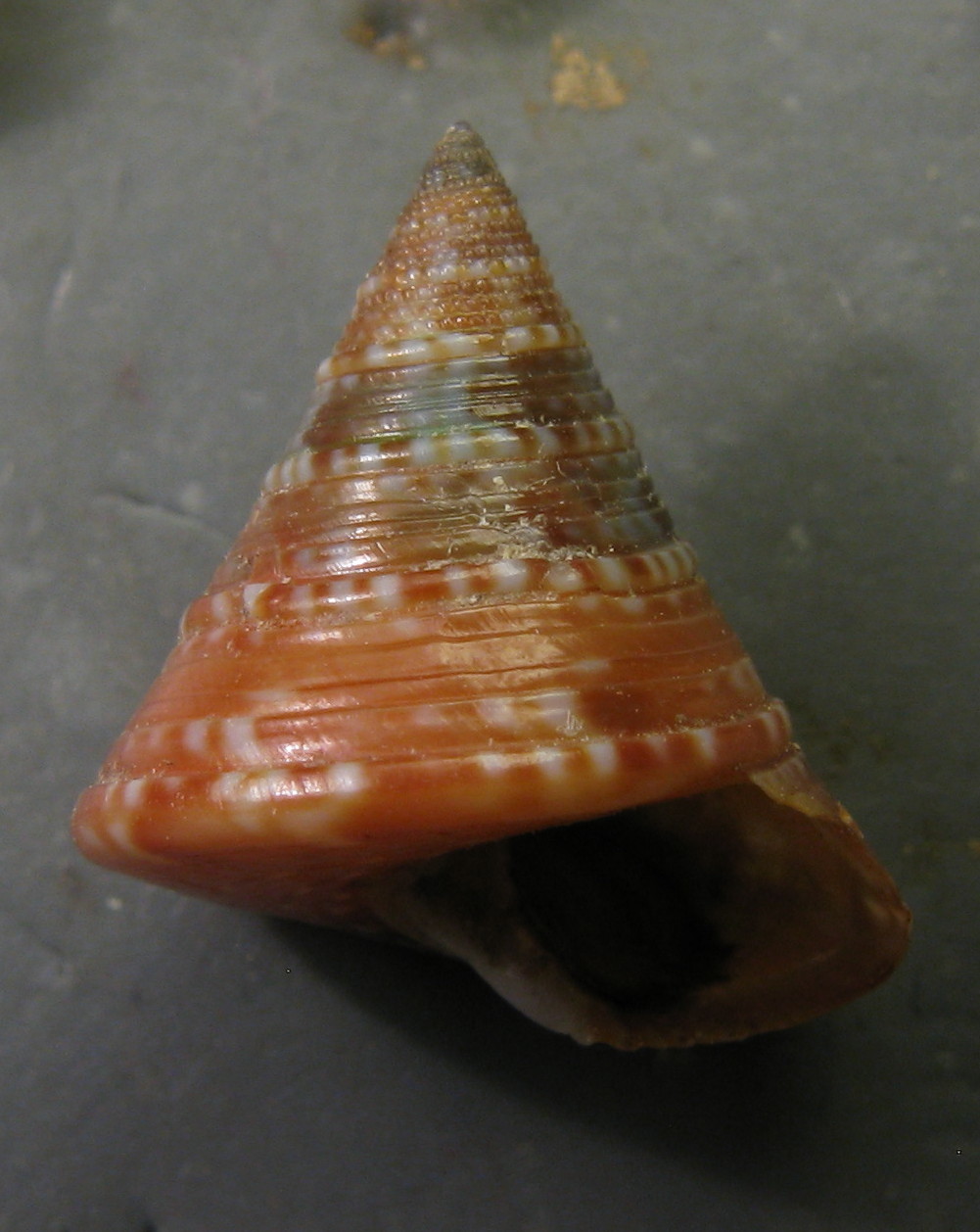 Calliostoma dubium