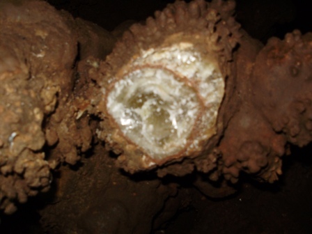 concrezione a dente di cane