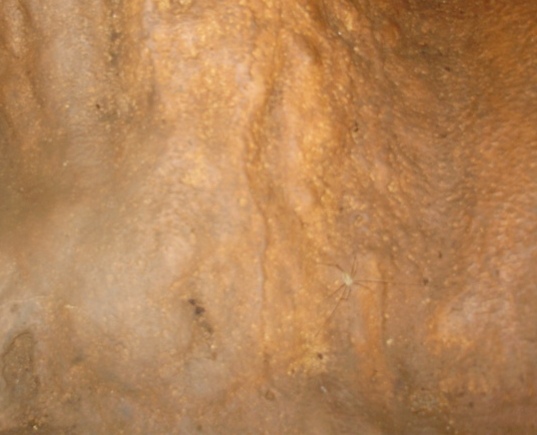 ragno delle grotte carsiche