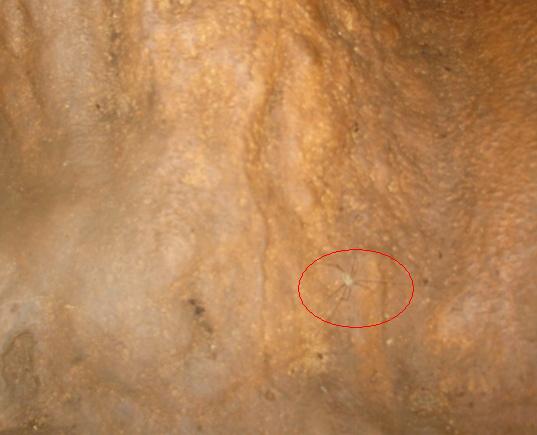 ragno delle grotte carsiche