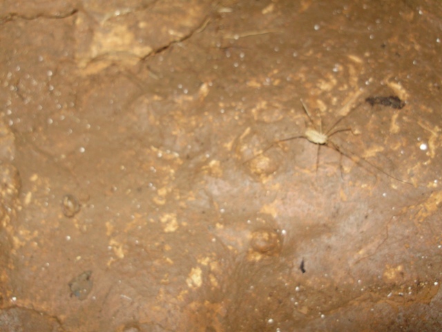 ragno delle grotte carsiche
