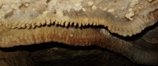 concrezione a dente di cane