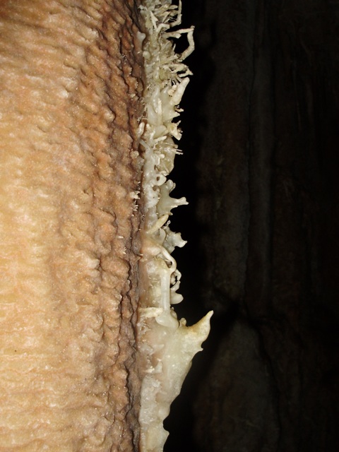 concrezione a dente di cane