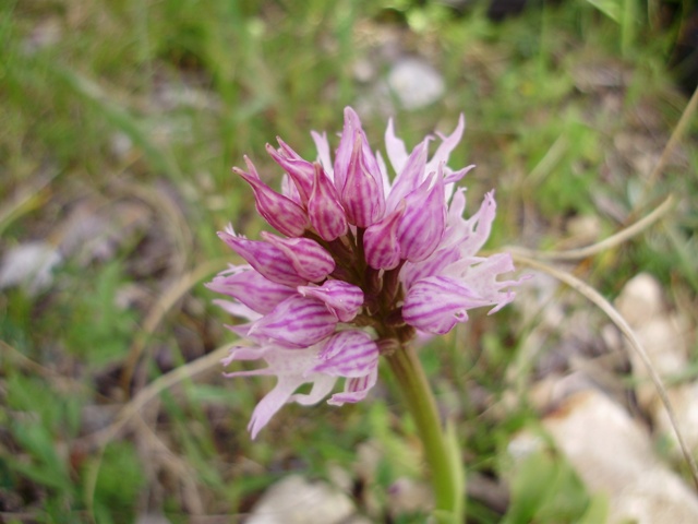 orchidee del Siracusano